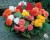 Бегония клубневая рассада однолетних цветов в  горшке диам. 12 см