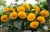 Подсолнечник рассада однолетних цветов в  горшке диам. 12 см