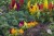 Целозия перистая рассада однолетних цветов в  горшке диам. 12 см
