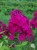 Флокс метельчатый сорт Пурпурная малышка Новый сорт, диаметр горшка 10см.