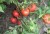 Рассада томата Монгольский карлик №53 сорт детерминантный раннеспелый красный