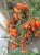 Рассада томата Ниагара №57 сорт индетерминантный раннеспелый красный