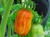 Рассада томата Сладкий Касади №76 сорт индетерминантный среднеспелый оранжевый