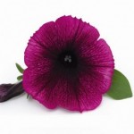  Potunia Plus Purple     0,5  (9)